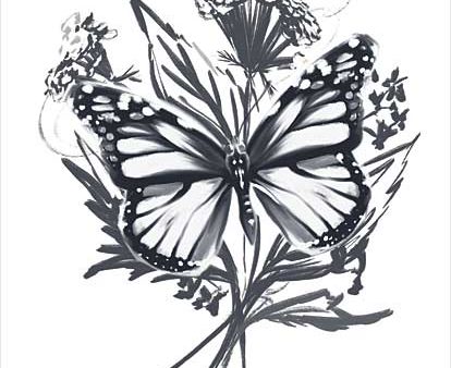 FEN521 - Black & White Butterfly - 12x16 Online now